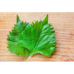 PERILLA - SHISO, Green