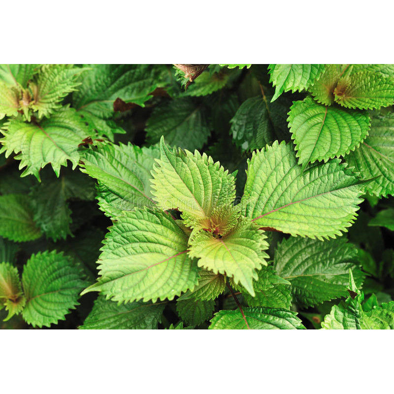 PERILLA - SHISO, Green