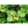 PERILLA - SHISO, Green