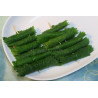 PERILLA - SHISO, Green
