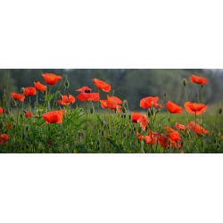 POPPY - RED FLANDERS