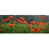 POPPY - RED FLANDERS