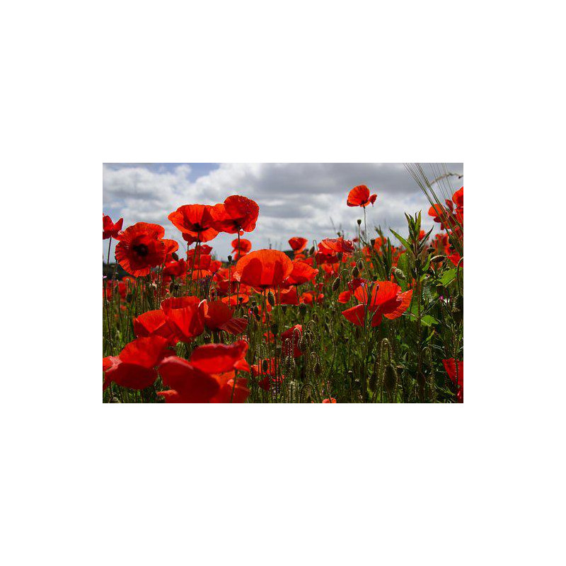 POPPY - RED FLANDERS