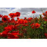 POPPY - RED FLANDERS