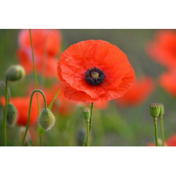 POPPY - RED FLANDERS