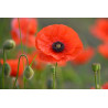 POPPY - RED FLANDERS