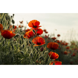 POPPY - RED FLANDERS