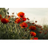 POPPY - RED FLANDERS