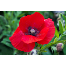 POPPY - RED FLANDERS