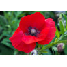 POPPY - RED FLANDERS