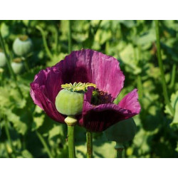 POPPY - PURPLE PASSION