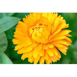 MARIGOLD - PETITE YELLOW