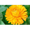 MARIGOLD - PETITE YELLOW