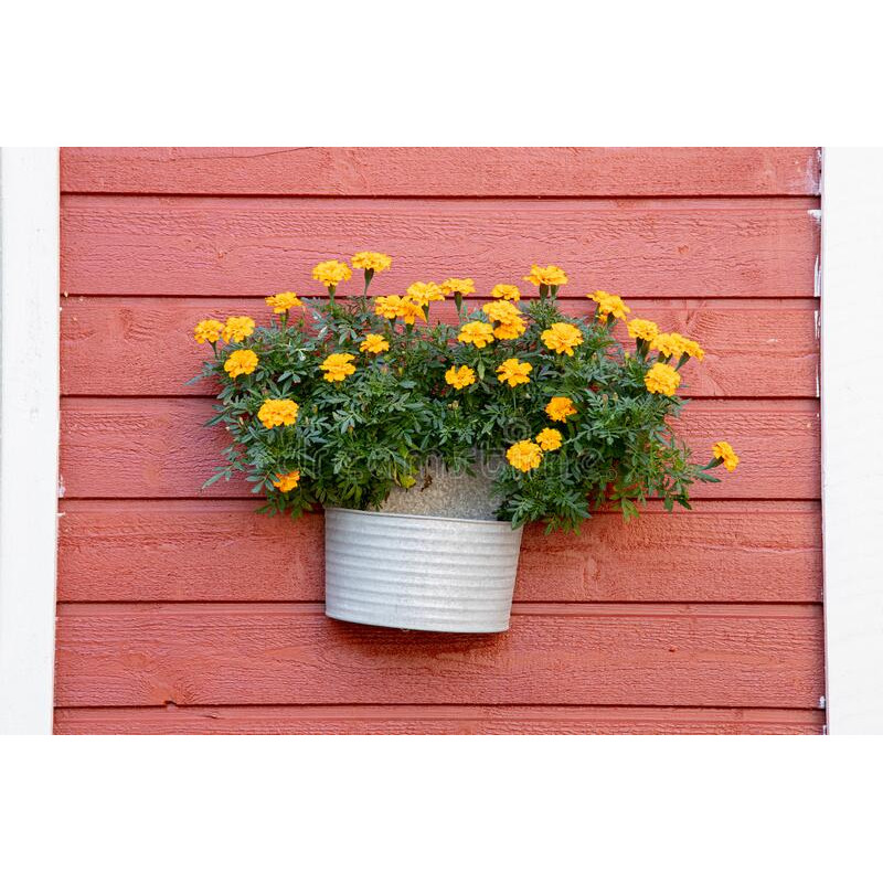 MARIGOLD - PETITE YELLOW