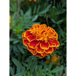 MARIGOLD - HONEYCOMB