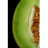 MELON - HONEY DEW-  GREEN FLESHED - ORGANIC