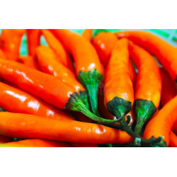 CHILI - BULGARIAN CARROT