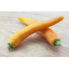 CHILI - BULGARIAN CARROT