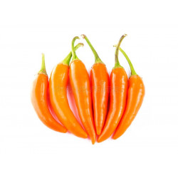 CHILI - BULGARIAN CARROT