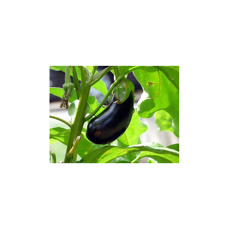 EGGPLANT - BLACK BEAUTY