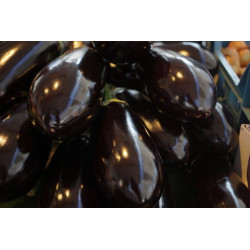 EGGPLANT - BLACK BEAUTY