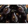 EGGPLANT - BLACK BEAUTY