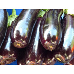 EGGPLANT - BLACK BEAUTY