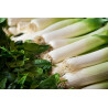 LEEK - CARENTAN - ORGANIC