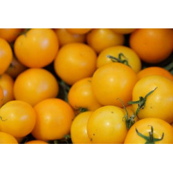 TOMATO - GOLD NUGGET, vine