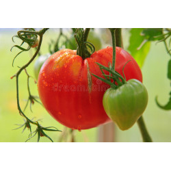 TOMATO - OXHEART RED, vine