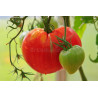 TOMATO - OXHEART RED, vine