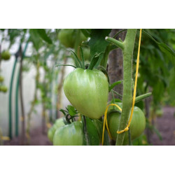 TOMATO - OXHEART RED, vine