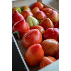 TOMATO - OXHEART RED, vine