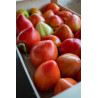 TOMATO - OXHEART RED, vine