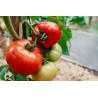 TOMATO - GROSSE LISSE, VINE