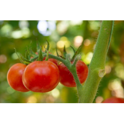 TOMATO - GROSSE LISSE, VINE