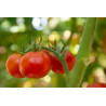 TOMATO - GROSSE LISSE, VINE