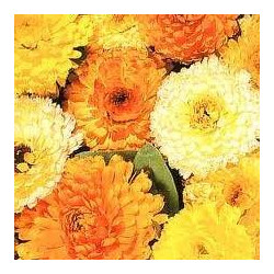 CALENDULA - FIESTA GITANA MIX