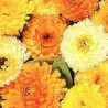 CALENDULA - FIESTA GITANA MIX