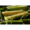 CORN - POLARIS (F1), super sweetcorn