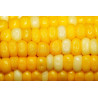 CORN - POLARIS (F1), super sweetcorn