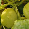 CUCUMBER - CRYSTAL SALAD