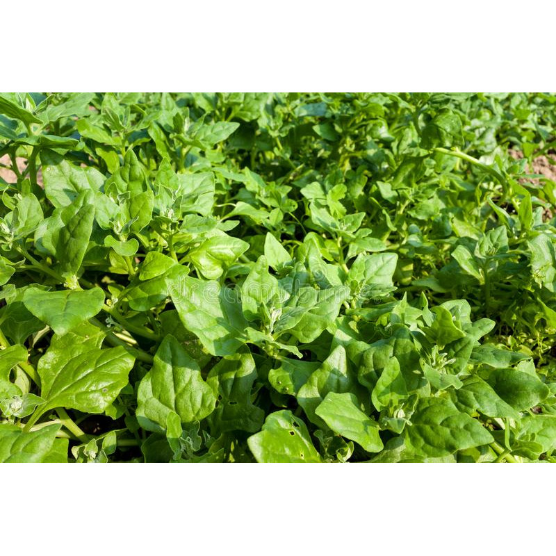 NEW ZEALAND SPINACH - WARRIGAL GREENS