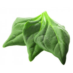 NEW ZEALAND SPINACH - WARRIGAL GREENS