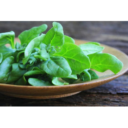 NEW ZEALAND SPINACH - WARRIGAL GREENS