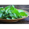 NEW ZEALAND SPINACH - WARRIGAL GREENS