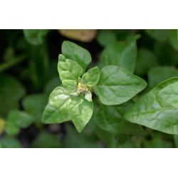 NEW ZEALAND SPINACH - WARRIGAL GREENS