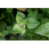 NEW ZEALAND SPINACH - WARRIGAL GREENS