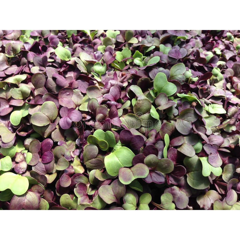 RADISH - PURPLE GREEN COMBO, mix