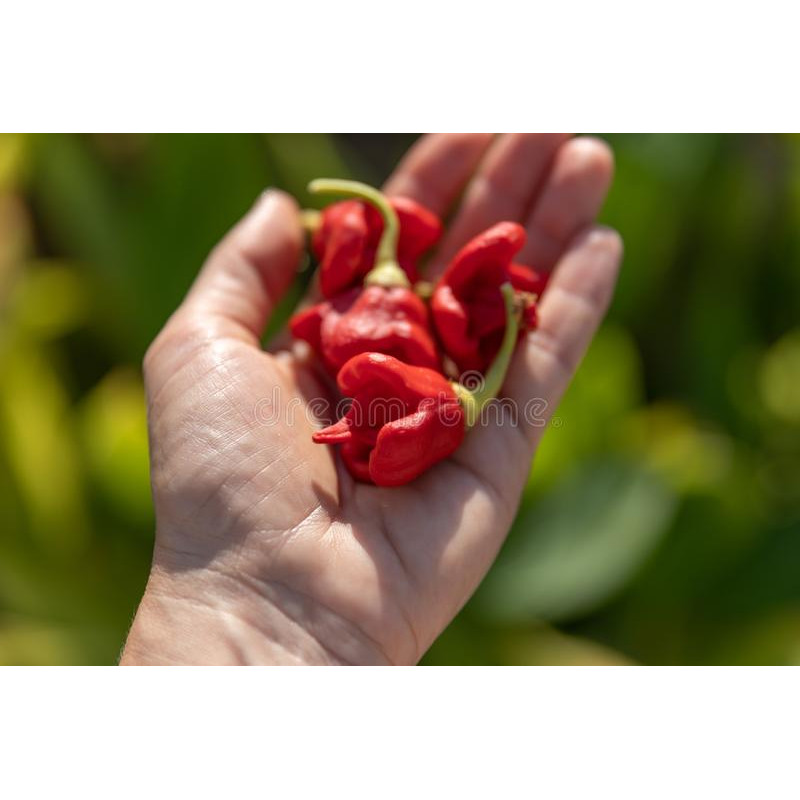 CHILI - CAROLINA REAPER, the world's hottest.